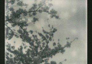 Nobuyoshi Araki's Tokyo Blossoms