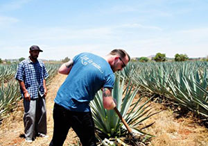 Tales from the Agave Fields