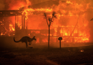 Finding Our Way in The Wake of the Bushfires